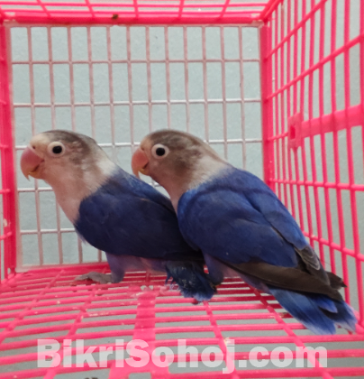 Love bird master pair